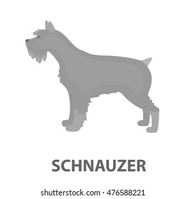 Schnauzer vector icon in cartoon style for web
