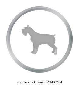 Schnauzer vector icon in cartoon style for web