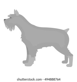Schnauzer vector icon in monochrome style for web
