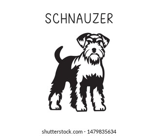 Schnauzer Vector Illustration In Black And White 