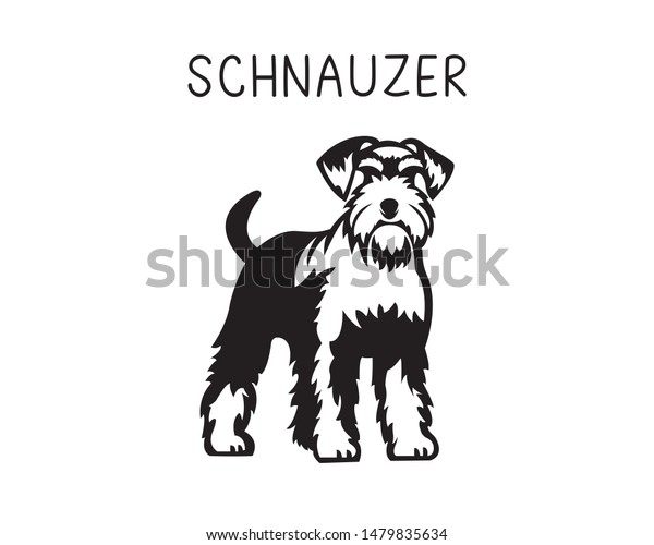 Schnauzer Vector Illustration Black White Stock Vector (Royalty Free ...