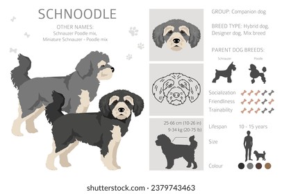 Schnoodle clipart. Schnauzer Poodle mix. Different coat colors set.  Vector illustration