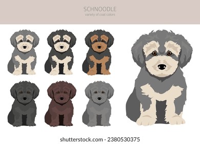 Schnoodle clipart. Schnauzer Poodle mix. Different coat colors set.  Vector illustration