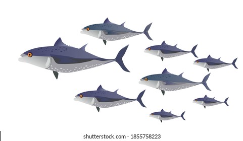 School of fish in color. Tuna of different sizes - vector illustration