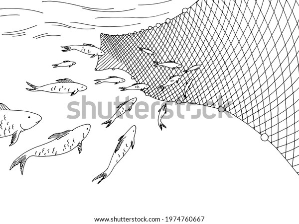 School of fish moving into the\
fishing net graphic sea black white sketch illustration\
vector