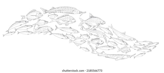 School of fish vector illustration. Fish sketch hand drawn collection. Sea and river fish in the engraved style