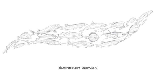 School of fish vector illustration. Fish sketch hand drawn collection. Sea and river fish in the engraved style