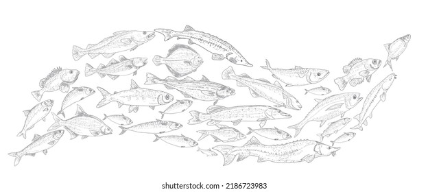 School of fish vector illustration. Fish sketch hand drawn collection. Sea and river fish in the engraved style