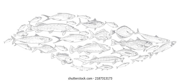 School Of Fish Vector Illustration. Fish Sketch Hand Drawn Collection. Sea And River Fish In The Engraved Style