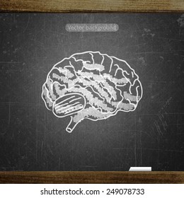 school sketches brain on blackboard, vector background