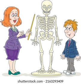 School teacher and a funny schoolboy studying a structure of a human skeleton at an Anatomy lesson in a class, vector cartoon illustration on a white background