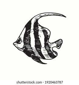 The schooling bannerfish  Heniochus diphreutes side view  Ink black   white doodle drawing in woodcut outline style  Vector illustration