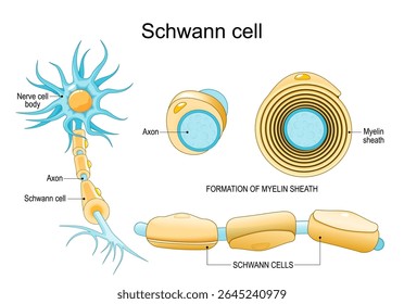 Anatomia celular de Schwann. Estrutura do neurônio com bainha de mielina. Cartaz Vetor Detalhado
