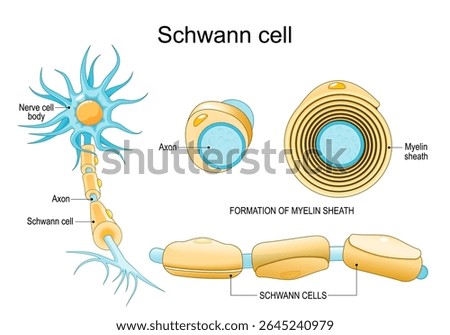 Schwann cell anatomy. Structure of neuron with myelin sheath. Detailed Vector poster