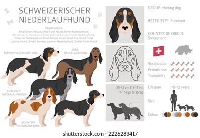 Schweizerischer Niederlauf und, Kleine Schweizer Hund-Clipart-Kunst. Alle Farben des Mantels.  Alle Hunde rassen Merkmale Infografik. Vektorgrafik