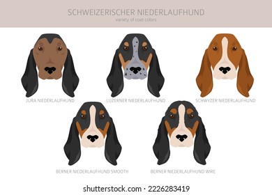 Schweizerischer Niederlaufhund, Small swiss hound clipart. All coat colors set.  All dog breeds characteristics infographic. Vector illustration