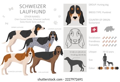 Schwyzer Laufhund, Swiss Hound clipart. All coat colors set.  All dog breeds characteristics infographic. Vector illustration