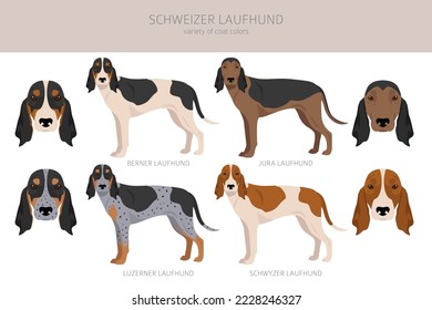 Schwyzer Laufhund, Swiss Hound clipart. All coat colors set.  All dog breeds characteristics infographic. Vector illustration