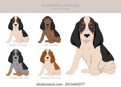 Schwyzer Laufhund, Swiss Hound puppy clipart. All coat colors set.  All dog breeds characteristics infographic. Vector illustration