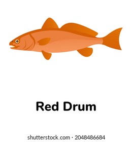 Sciaenops ocellatus fish, flat icon of red drum