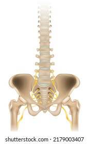 Sciatic Nerve or ischiadic nerve. Medical illustration of the human spine and pelvis. 