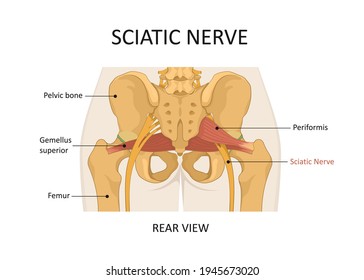 Sciatic nerve. The main causes of sciatica.