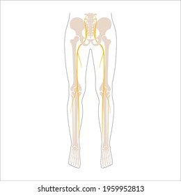 sciatica pain and inflammation in pelvis, leg and hip. Piriformis muscle syndrome concept. Human nervous system and skeleton anatomical poster. Medical flat vector illustration for clinic. X ray image