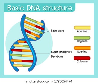 Science Basic Dna Structure Poster Illustration Stock Vector (Royalty ...