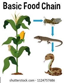 Science Basic Food Chain illustration