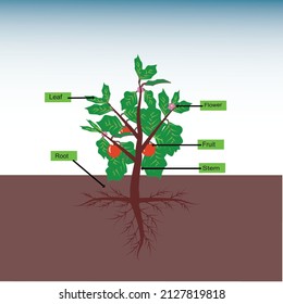 Wissenschaft, Biologie mit Pflanzenstruktur, Vektorgrafik
