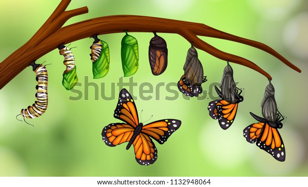 Science Butterfly Life Cycle Illustration Stock Vector (Royalty Free ...