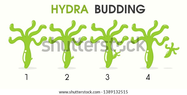 Science Cartoon Teaching About Hydra Budding Stock Vector Royalty Free