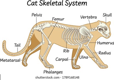 Science cat skeletal system illustration