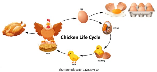 Life Cycle Of Hen Images Stock Photos Vectors Shutterstock