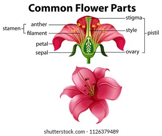 Science of Common Flower Parts illustration