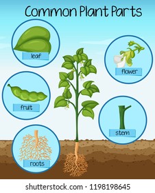 Science common plant parts illustration
