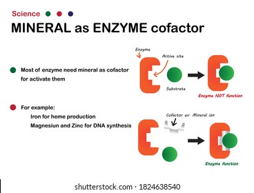 Science Diagram Explain Mineral As Cofactor Or Coenzyme For Enzyme Function In Cell