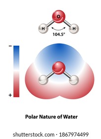 Science diagram of the polar nature of a water molecule; positive and negative charges.