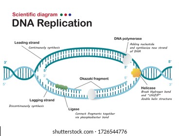 87 Best Seller 2d sketch drawing of dna replication For Learning