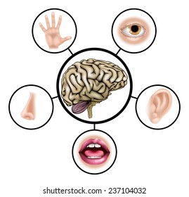 A science education illustration of icons representing the five senses attached to central brain