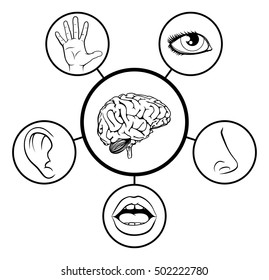 Eine naturwissenschaftliche Bildungs-Illustration von Symbolen, die die fünf Sinne darstellen, die mit dem Zentralhirn in Schwarz-Weiß verbunden sind