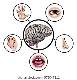 A Science Education Illustration Of Icons Representing The Five Senses Attached To Central Brain