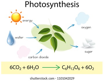 A Science Education of Photosynthesis illustration