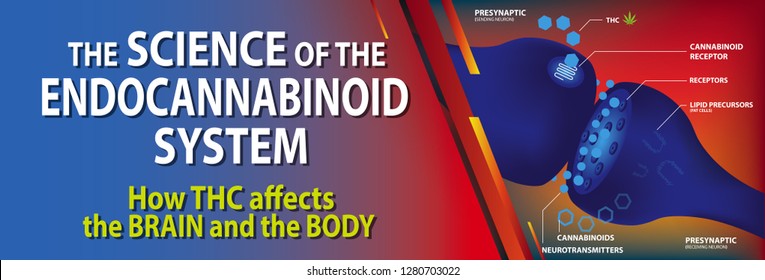 the science of the endocannabinoid system how THC affects the brain and the body