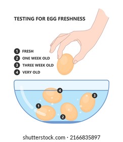 Science Experiment Water Egg Float Test Stock Vector (Royalty Free ...