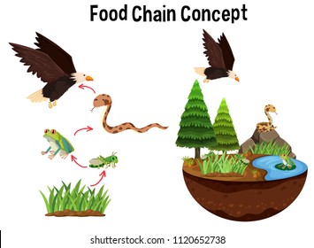 Science Food Chain Concept illustration