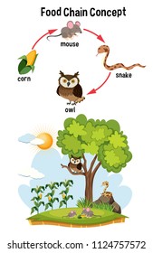 Science Food Chain Concept illustration