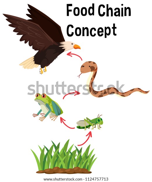 Science Food Chain\
Concept illustration