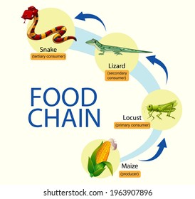 Science Food Chain Diagram Illustration Stock Vector (Royalty Free ...