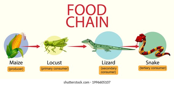 Science food chain diagram illustration